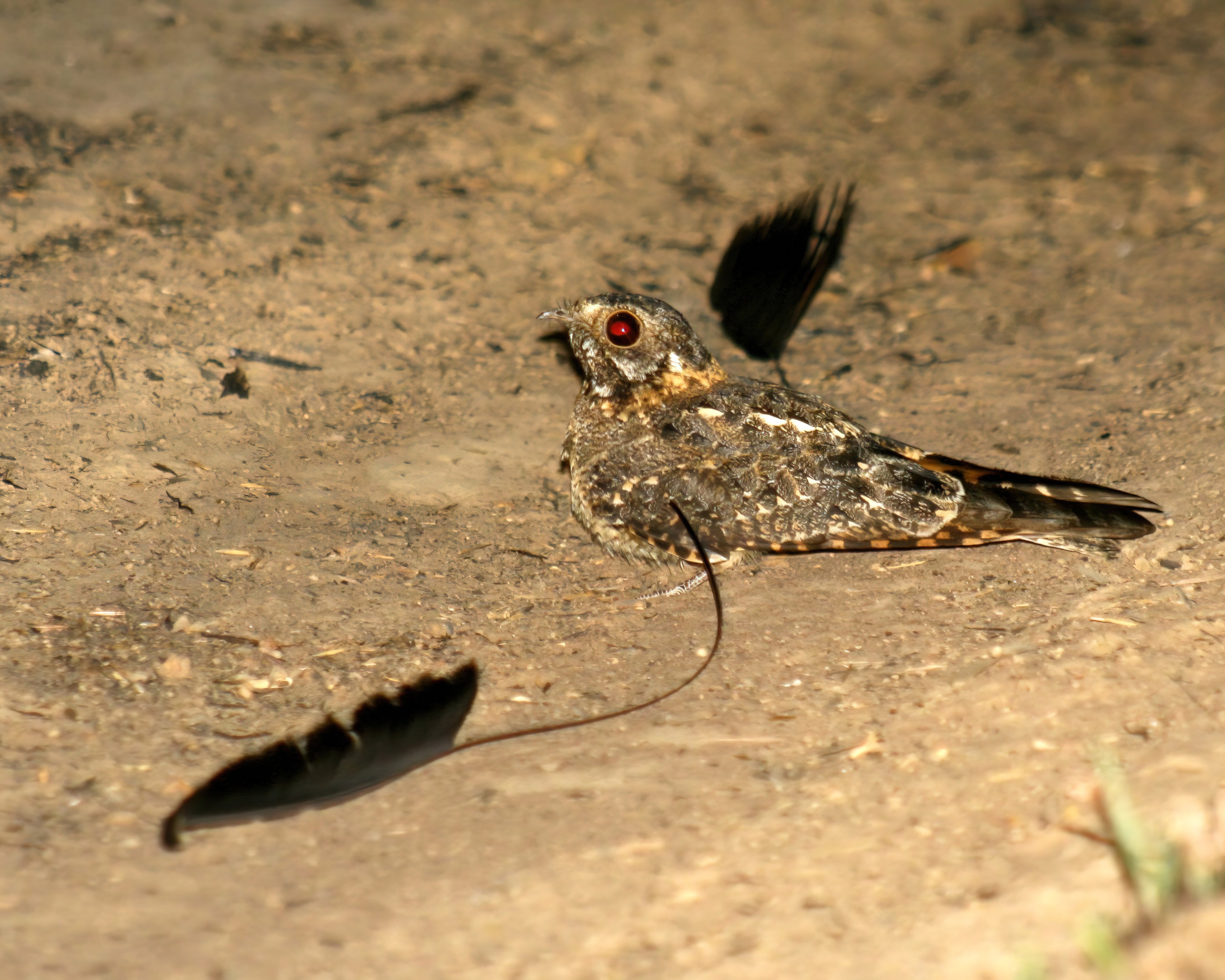 Standard-winged Nightjar