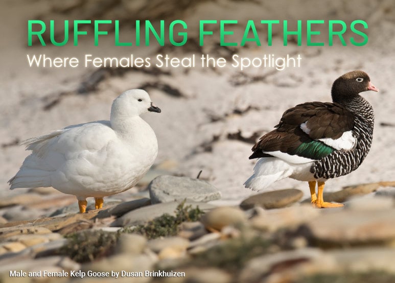 Birding Directs Ruffling Feathers