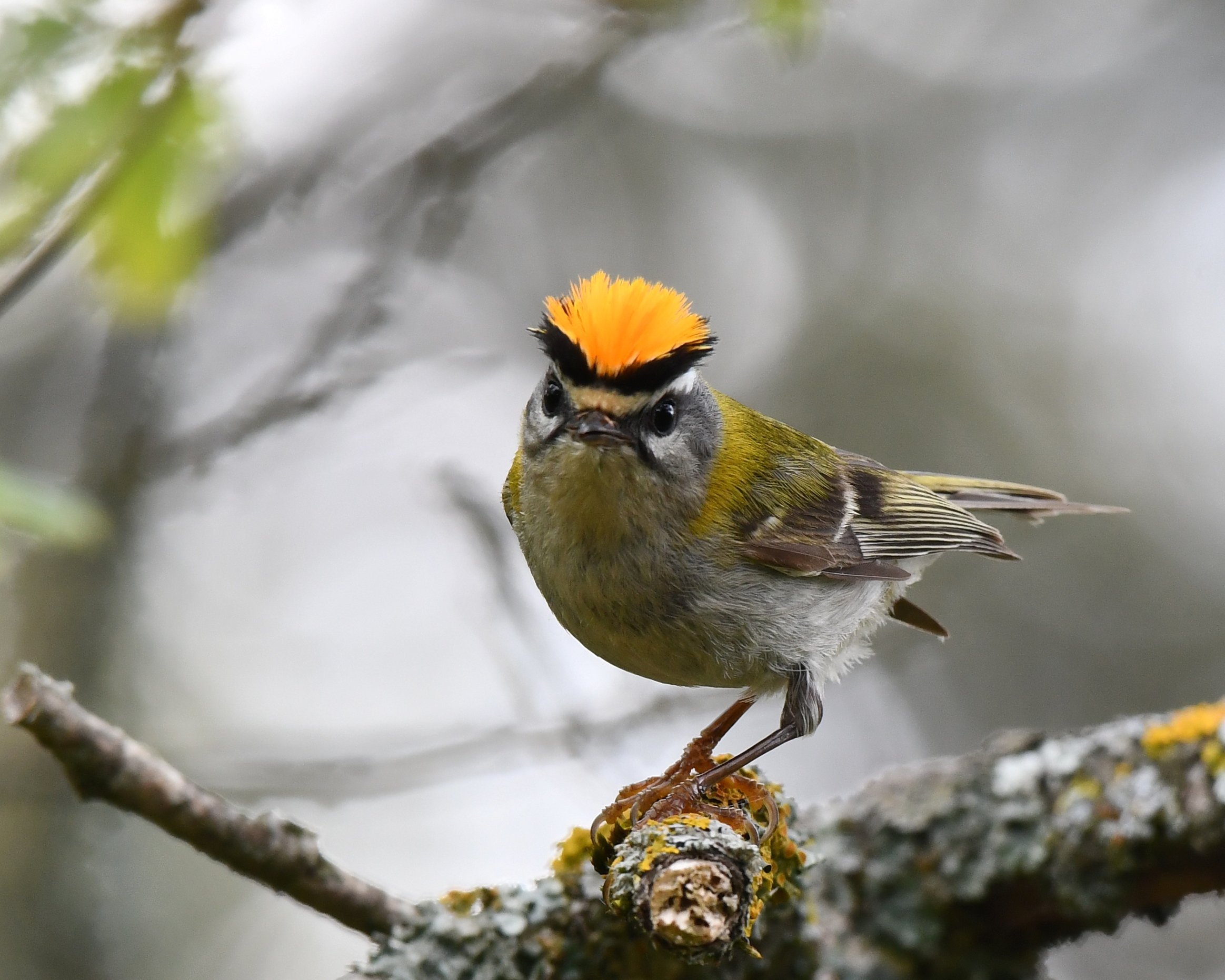 Common Firecrest