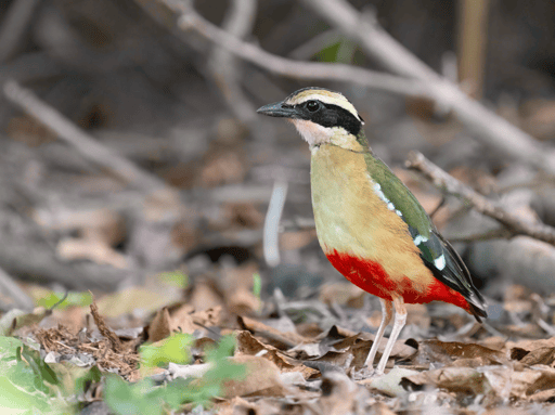 Zambezi Birding and Dinosaur Footprints