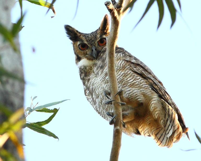 Raptors of the forest