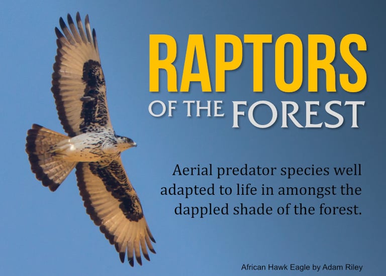 Rahtor Raptors of the forest